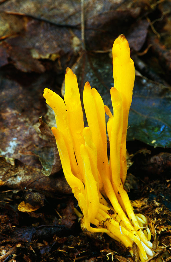 Up Movie Photograph - Yellow Spindle Coral Mushrooms by Panoramic Images