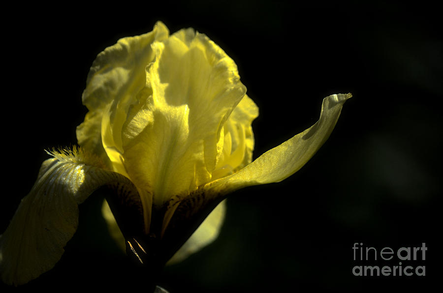 Yellow Splendor Photograph by Deb Halloran