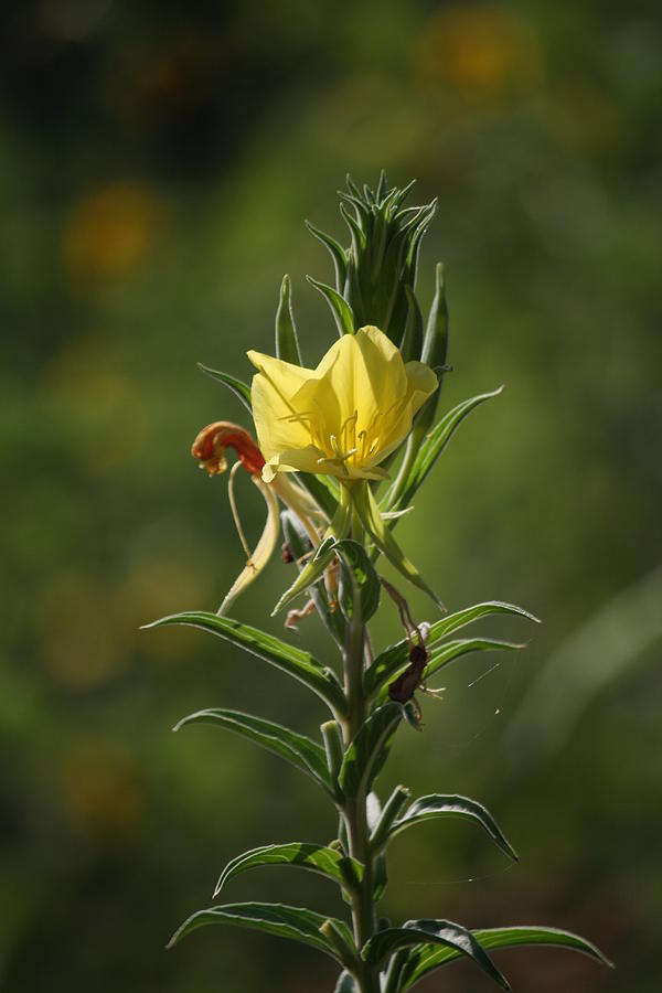 Yellow Splendor Photograph by Grant Washburn