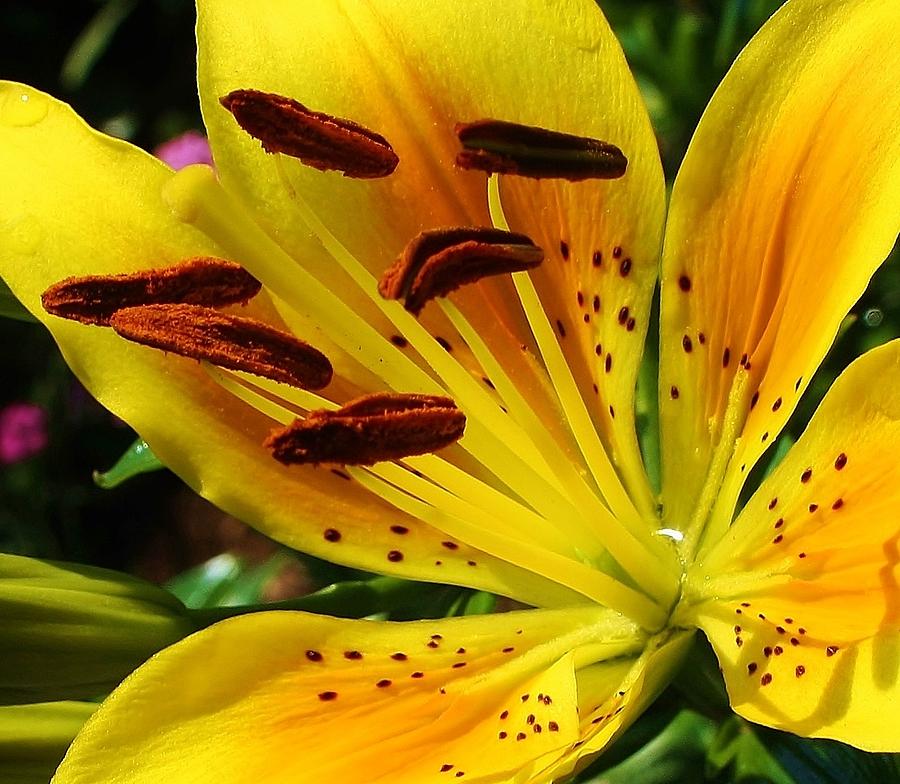 Yellow Splendor in the Garden Photograph by Bruce Bley