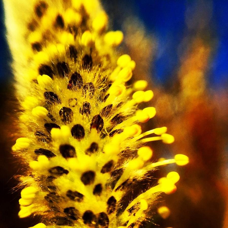 Nature Photograph - Yellow Splendor #macro #spring #bud by Steven Shewach