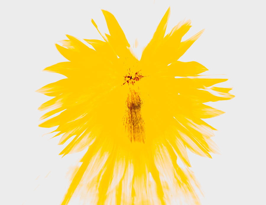 Yellow Splodge Photograph by Roy Pedersen