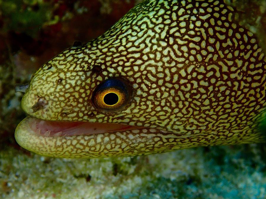 Yellow Spotted EEL Photograph by Nina Banks - Fine Art America