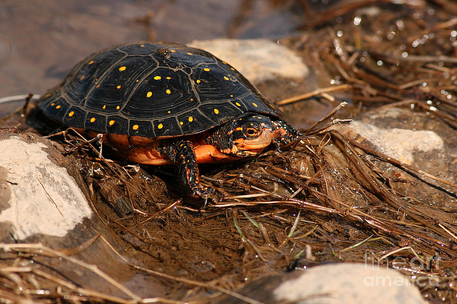Yellow-spotted Turtle Crawling Through Wetland Photograph by Max Allen