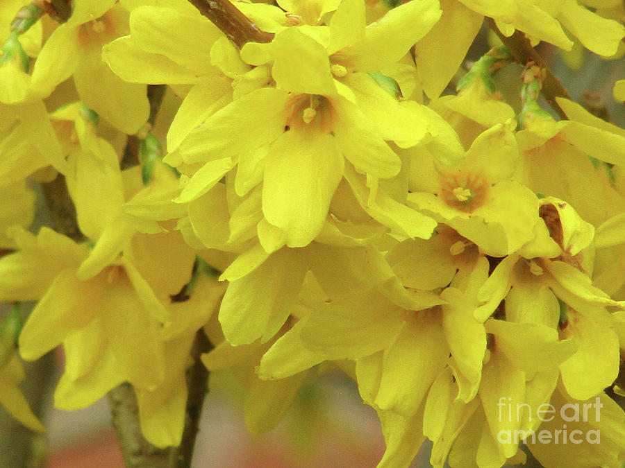 Yellow Spring 4 Photograph by Kim Tran