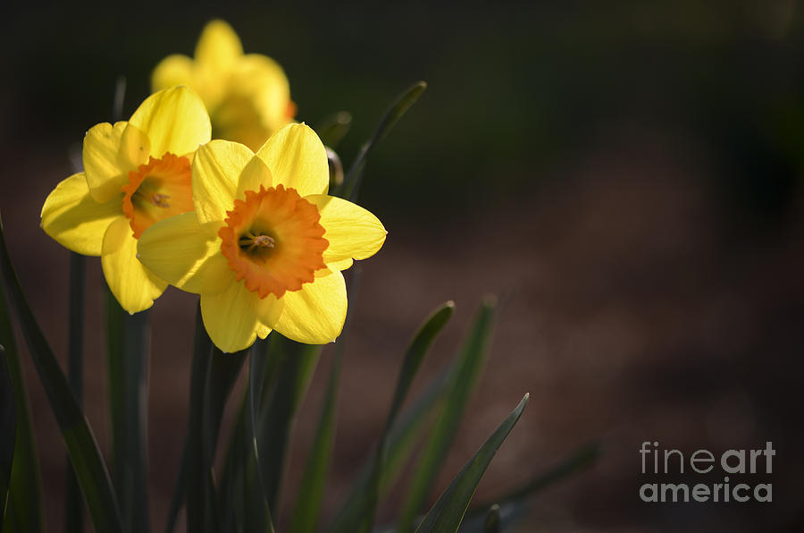 Yellow Spring Daffodils Photograph by Andrea Silies