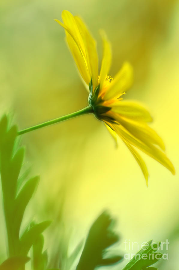 Yellow Spring Daisy Abstract by Kaye Menner Photograph by Kaye Menner