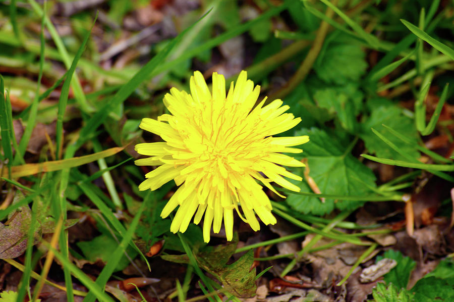 Nature Photograph - Yellow spring dandelion in a meadow by Johan Ferret