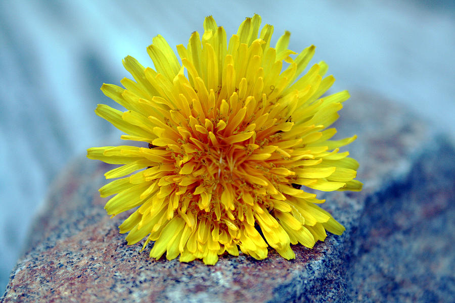 Yellow Spring Photograph by Linda Sannuti