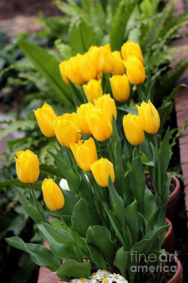 Yellow Spring Tulips Photograph by Angela Rath