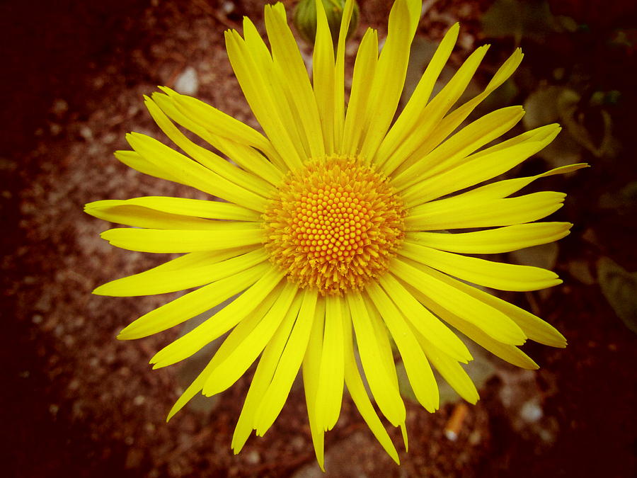  yellow Spring Photograph by Vesna Martinjak
