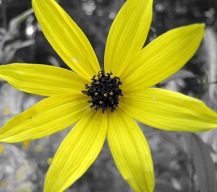 Yellow Stands Out Photograph by Scott Hovind