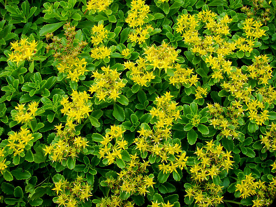 Yellow Star Flowers Photograph by Todd Zabel
