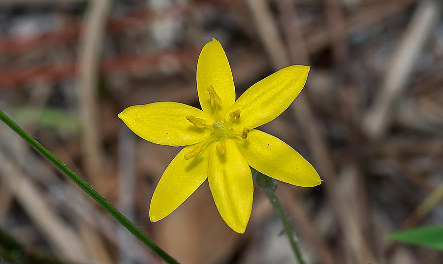 Yellow Star Grass Flower Photograph by Kenneth Albin