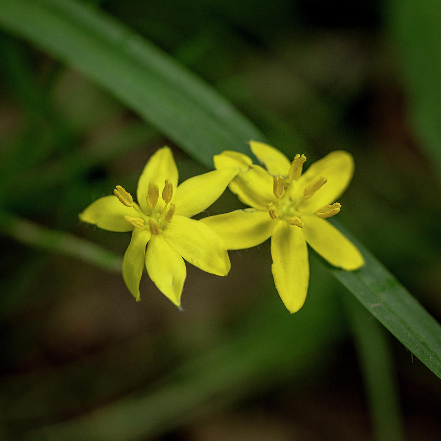 Yellow Star Grass Wildflower - Hypoxis hirsuta - Liliaceae Photograph by Carol Senske