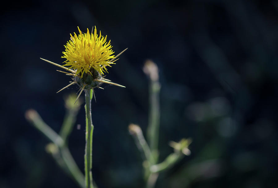 Yellow Star Thistle 2 Photograph by Rick Mosher