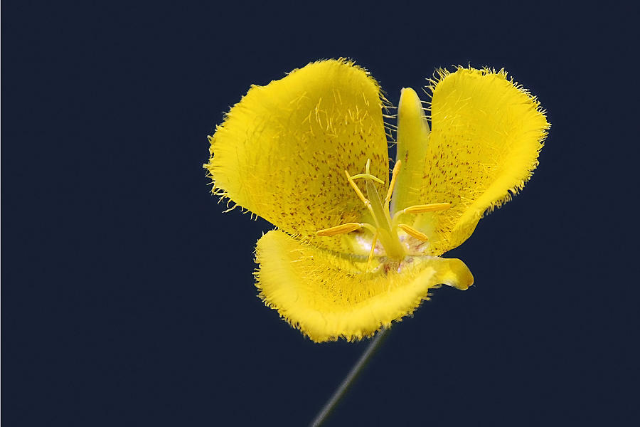 Yellow Star Tulip - Calochortus monophyllus Photograph by Alexandra Till