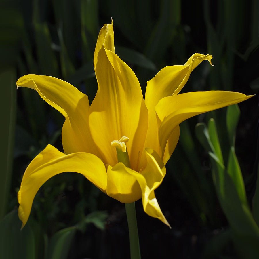 Yellow Star Tulip Photograph by Rona Black