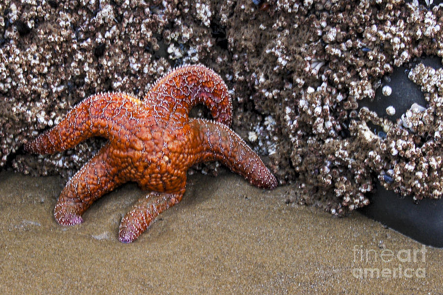 Orange Starfish on Beach #4 Photograph by Chuck Flewelling
