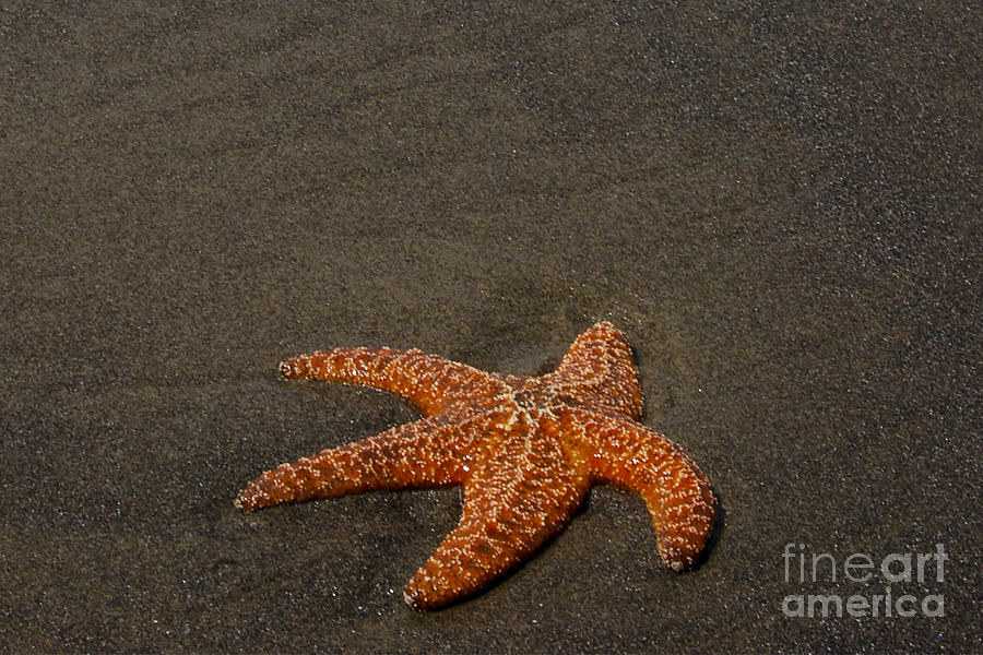 Orange Starfish on Oregon Beach Photograph by Chuck Flewelling