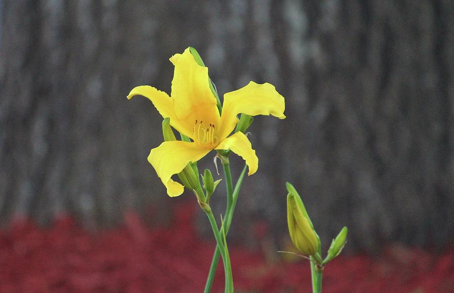 Yellow Stargazer Lily Photograph by Cynthia Guinn
