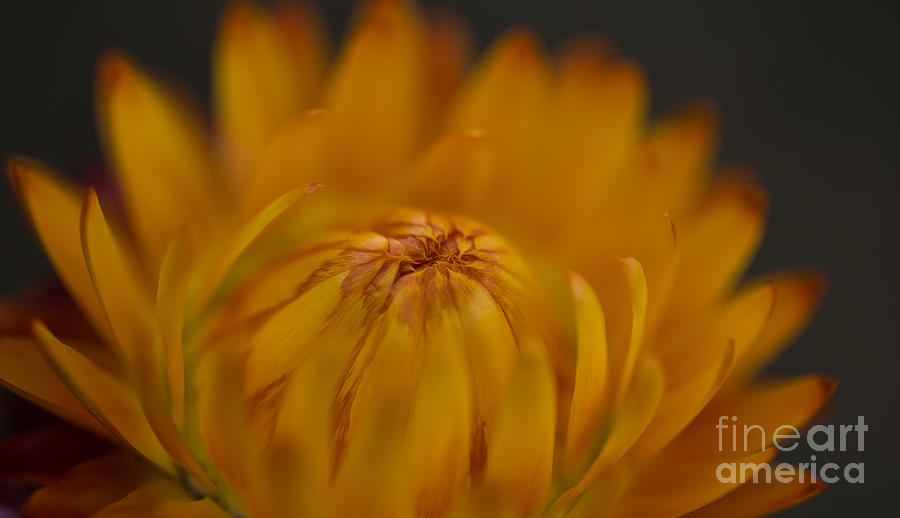 Yellow Strawflower Blossom Close-Up by Em Witherspoon Yellow Strawflower Blossom Close-Up by Em Witherspoon
