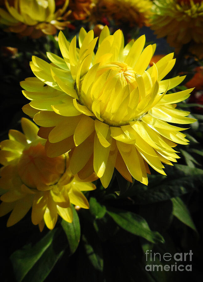 Yellow Strawflowers Photograph by Trudee Hunter - Fine Art America