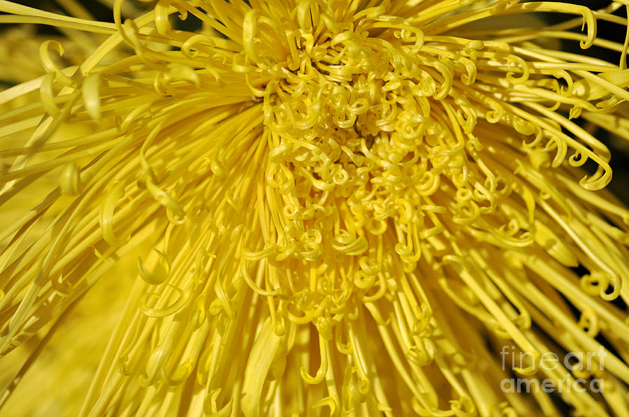 Clay Photograph - Yellow Strings by Clayton Bruster