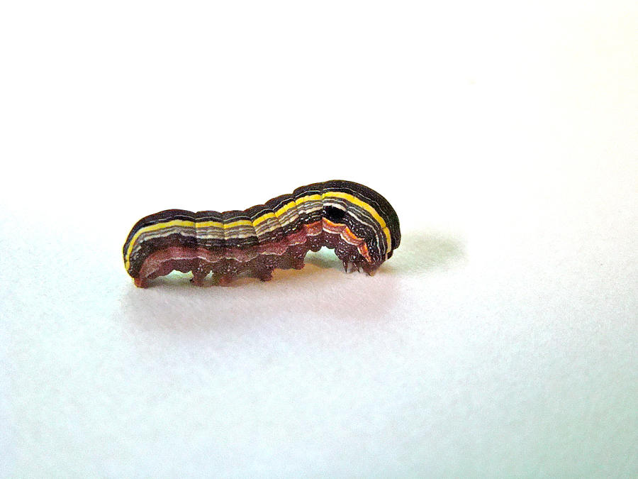 Yellow-Striped armyworm - Spodoptera ornithogalli Photograph by Carol Senske
