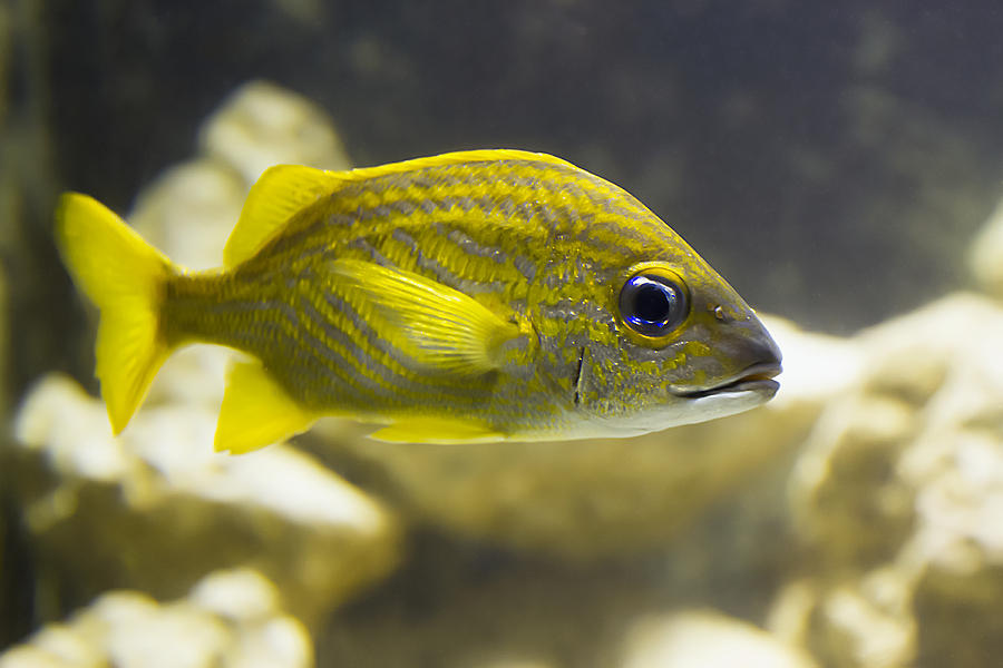 Yellow Striped Fish Photograph by Bob Slitzan