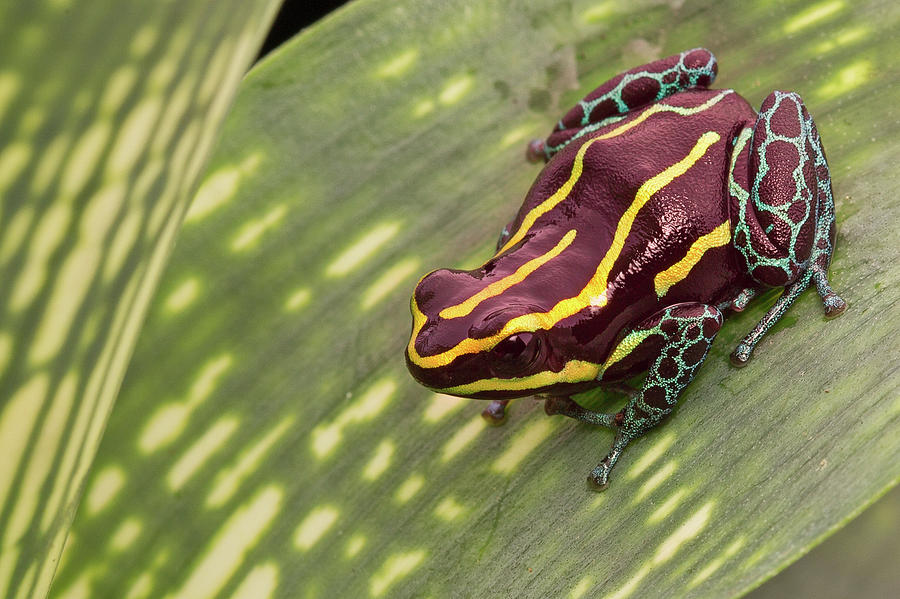 Yellow striped poison dart frog Photograph by Dirk Ercken