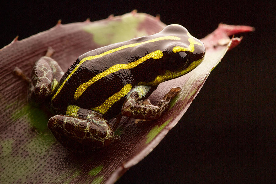 yellow striped poison frog Peru Photograph by Dirk Ercken