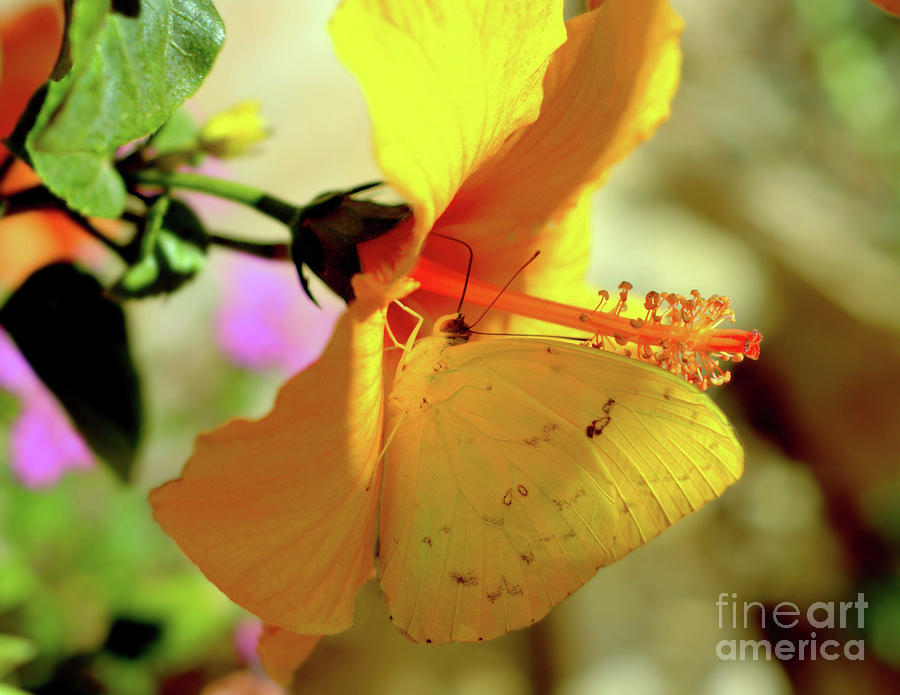 Insects Photograph - Yellow Sulphur Butterfly by K D Graves