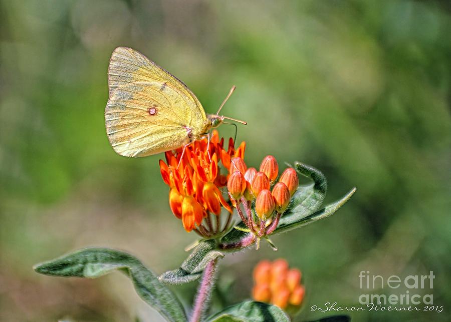 Butterfly Photograph - Yellow Sulphur Butterfly by Sharon Woerner