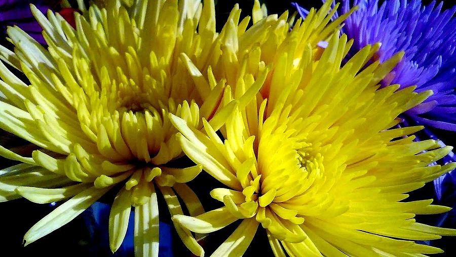 Yellow Summer Chrysanthemum Photograph by Michael Hoard
