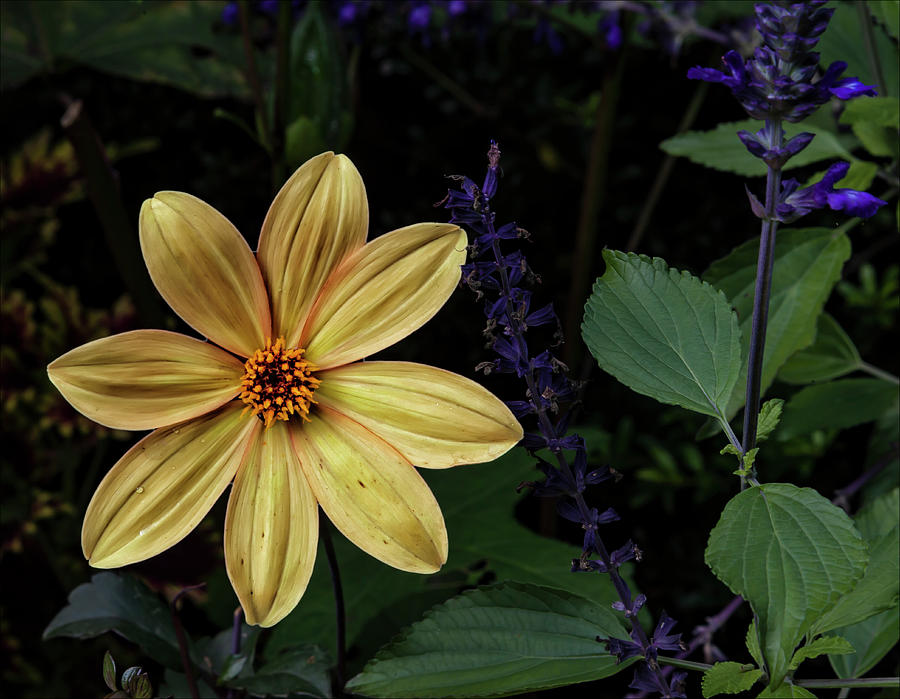 Yellow Summer Flower Photograph by Robert Ullmann