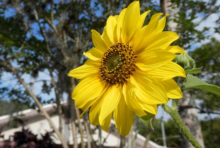 Yellow Sunflower Beauty Photograph by Belinda Lee