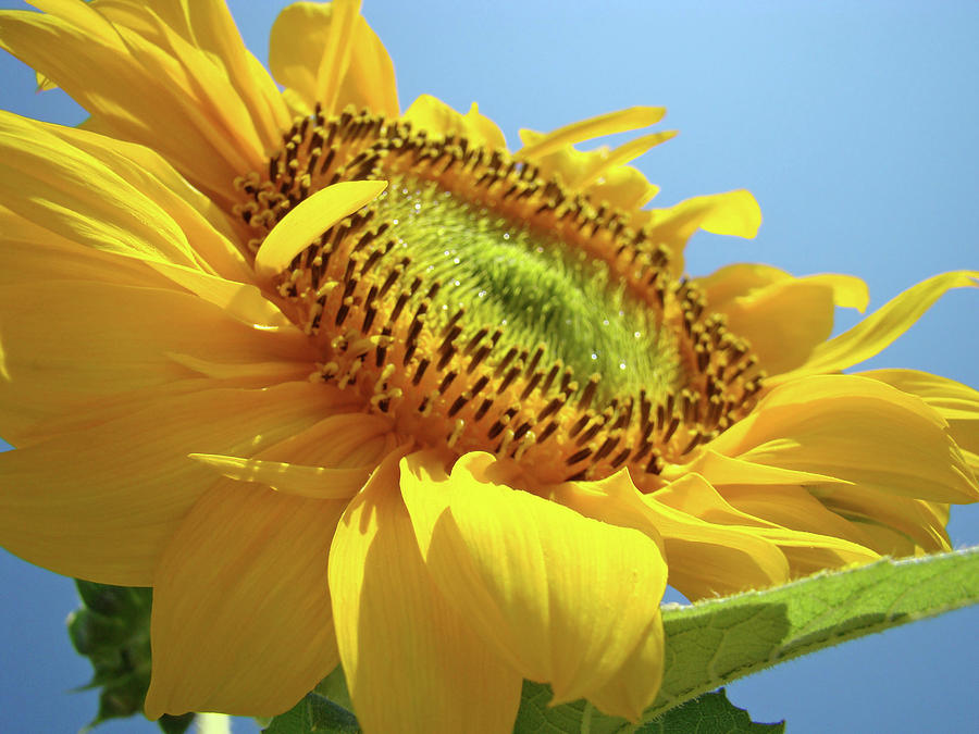 Yellow Sunflower Blue Sky art prints Baslee Troutman Photograph by Patti Baslee