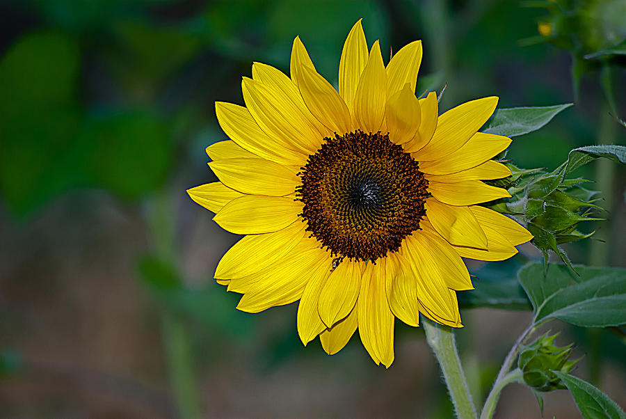 Yellow Sunflower Photograph by Emerald Studio Photography - Fine Art ...