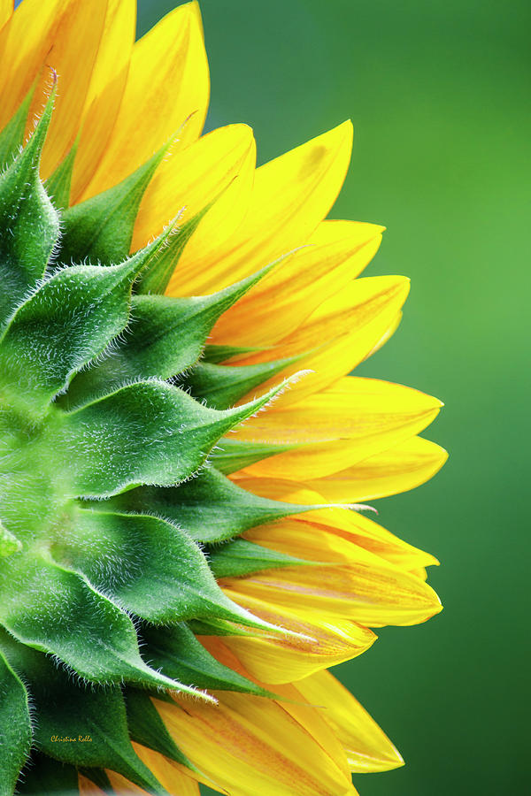 Yellow Sunflower Photograph by Christina Rollo