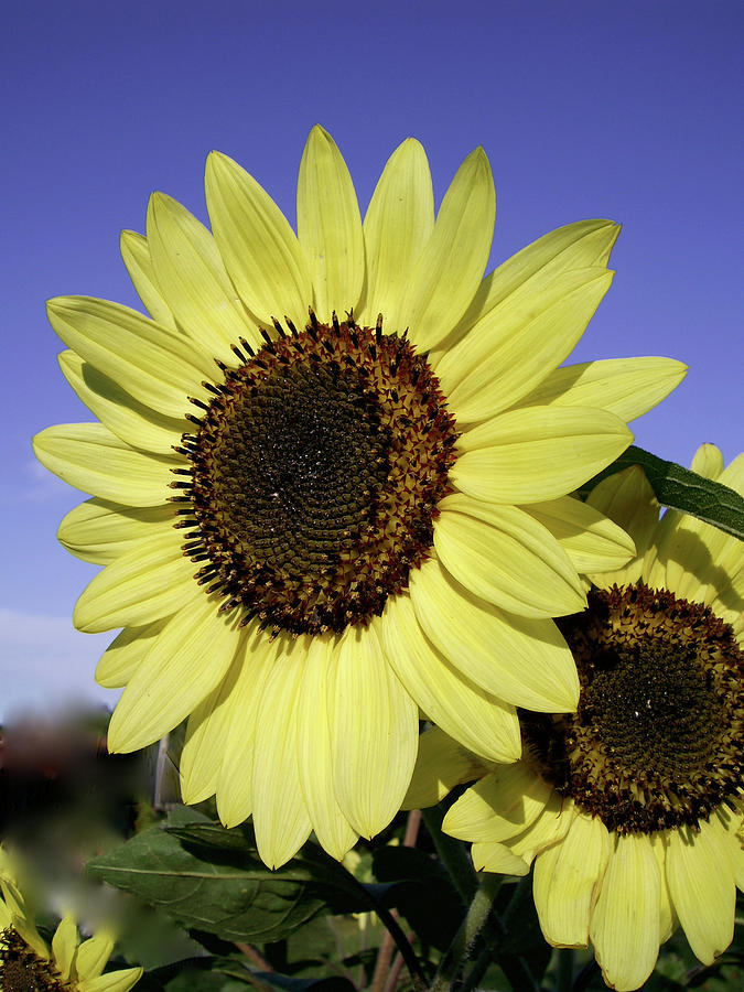 Yellow Sunflower Photograph by Jeremy Evensen