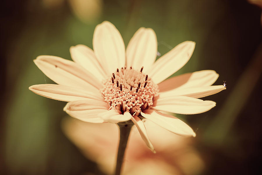 Yellow Photograph - Yellow sunflower by Maxwell Dziku Yellow Photograph - Yellow sunflower by Maxwell Dziku