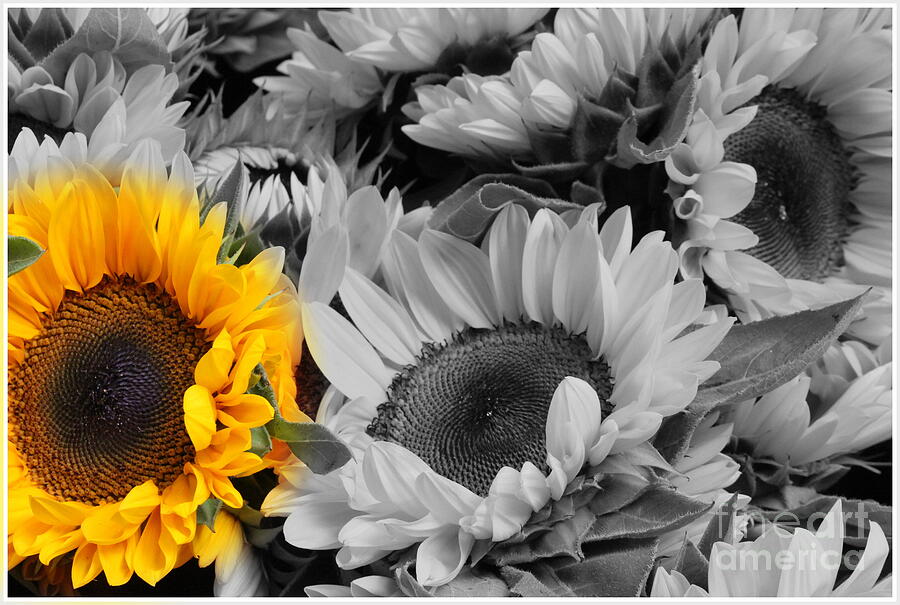 Yellow Sunflower on Black and White Photograph by Dora