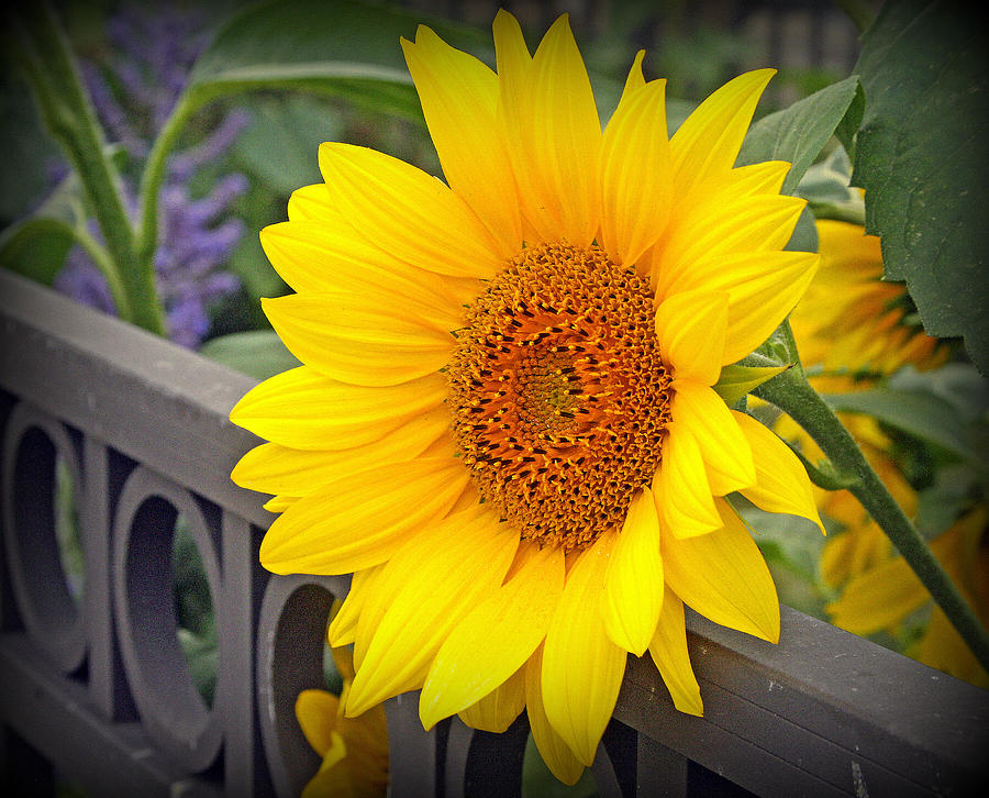Sunflower Photograph - Yellow Sunflower On Iron Fence by Kay Novy