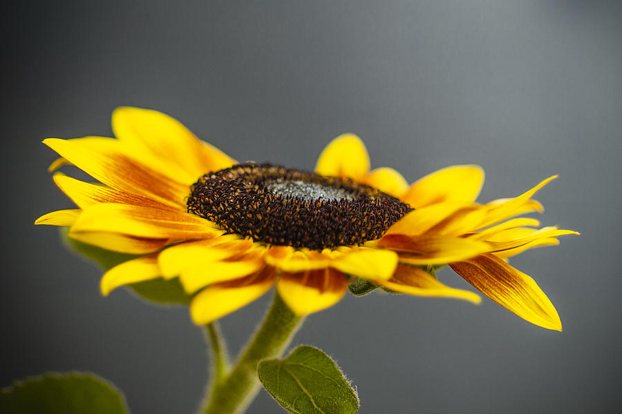 Yellow Sunflower Photograph by Sabine Konhaeuser Yellow Sunflower Photograph by Sabine Konhaeuser