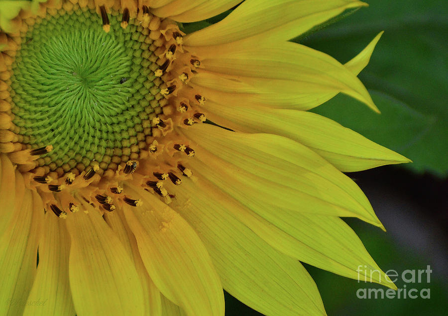 Yellow Sunflower Swirl Photograph by Debby Pueschel