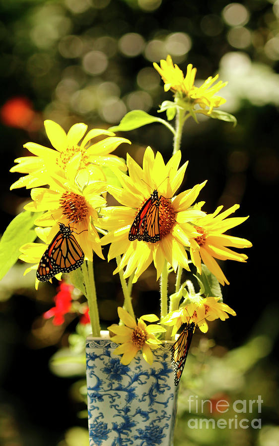 Yellow Sunflowers in Blue Vase and Butterflies Photograph by Luana K Perez