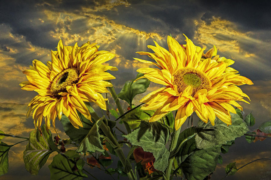 Yellow Sunflowers with Sunbeams Photograph by Randall Nyhof