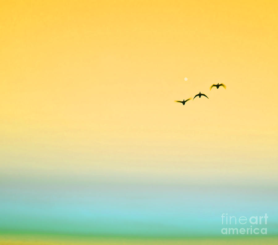 Yellow Sunset Birds  Photograph by Alex Art