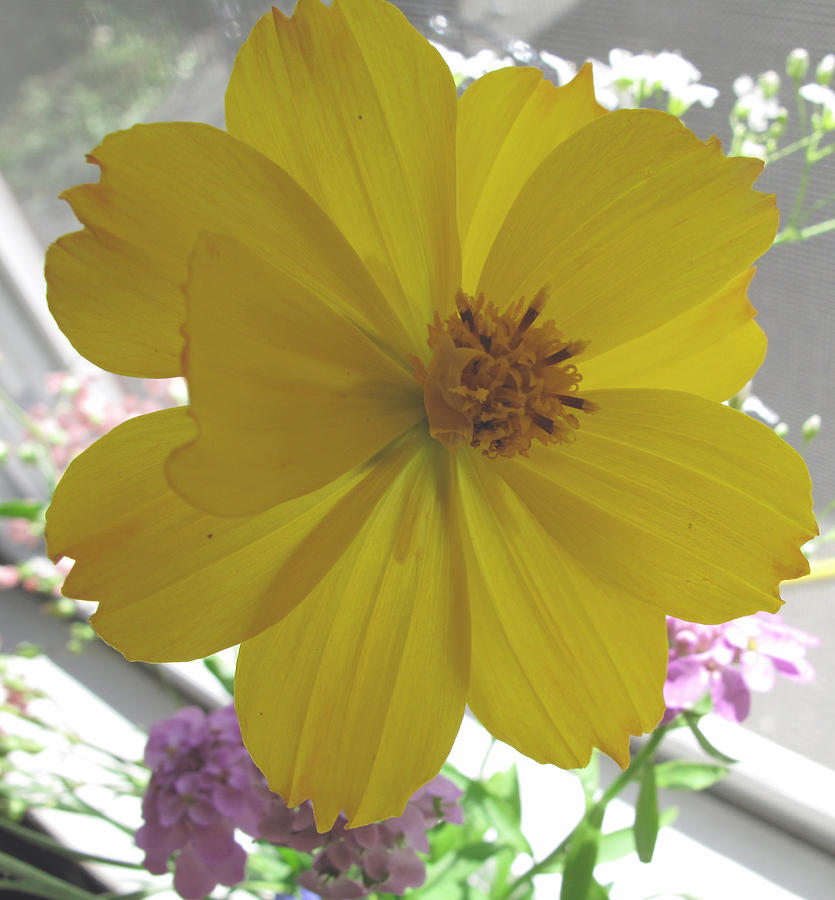 Flowers Still Life Photograph - Yellow Sunshine by Barbara McDevitt